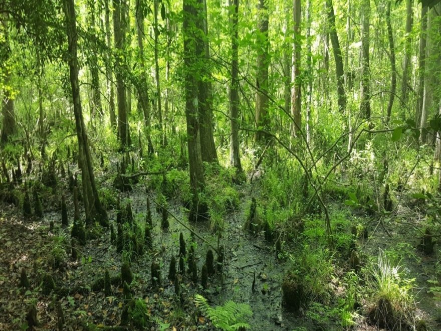 Pocomoke River State Park: Milburn Landing