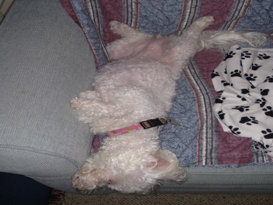 Ocean Pines Golf Club