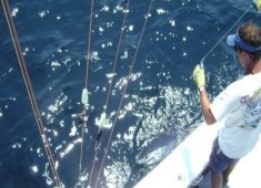 Restless Lady Charters