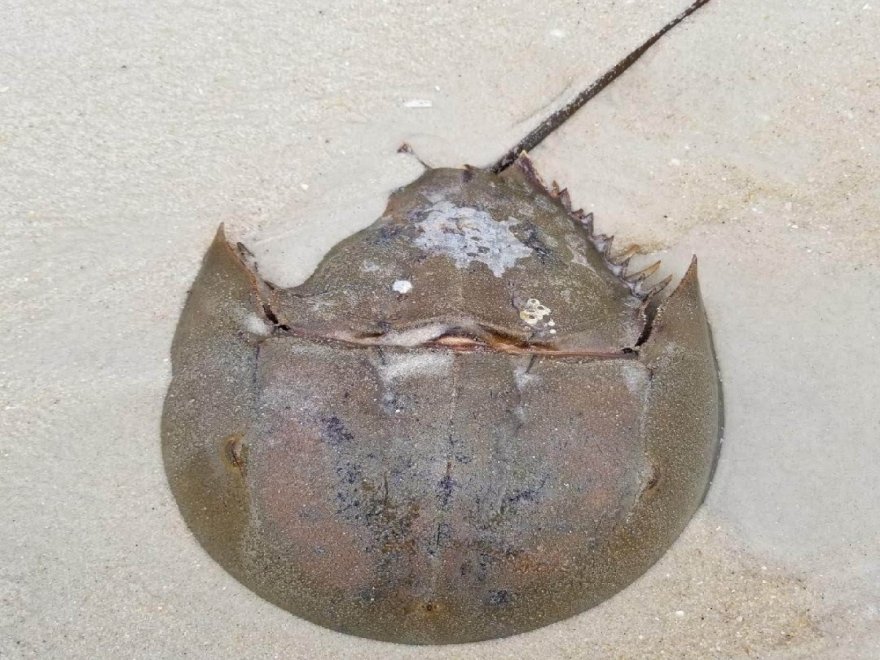 Golden Plate Sub Shop