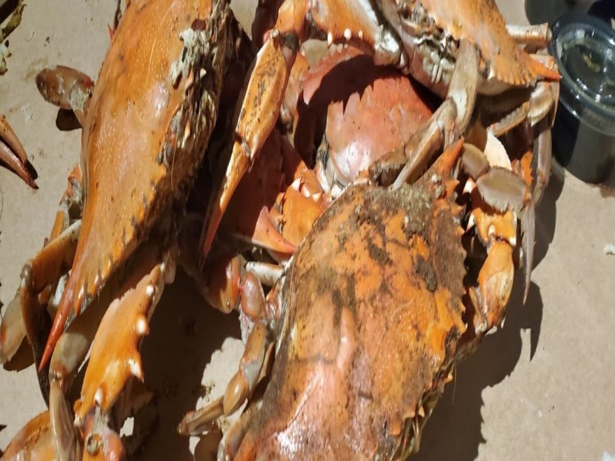 Hooper's Crab House & Sneaky Pete's