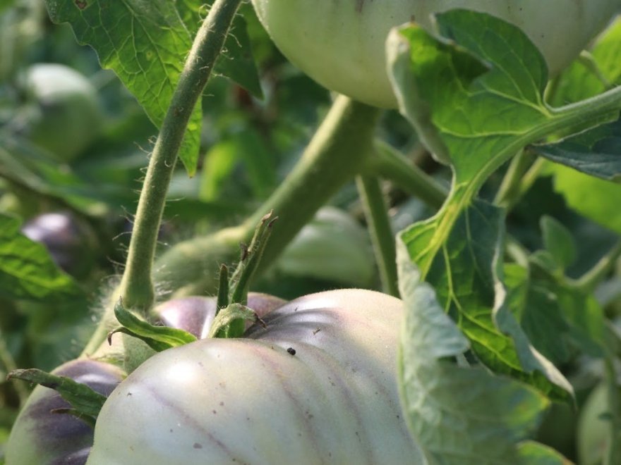 Chesterfield Heirlooms