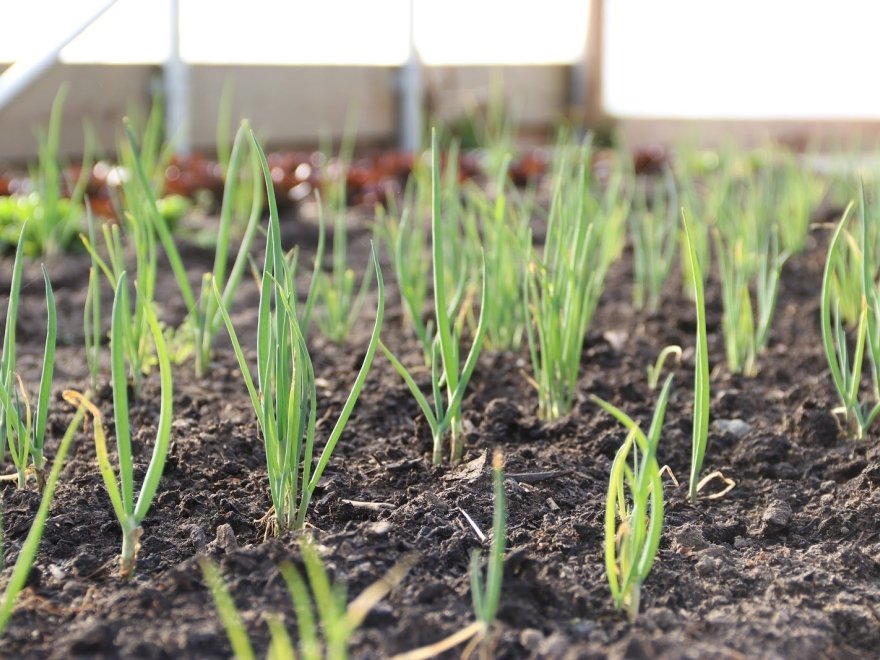 Chesterfield Heirlooms