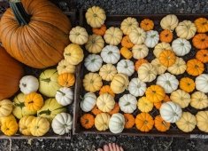 Barefoot Farm Produce