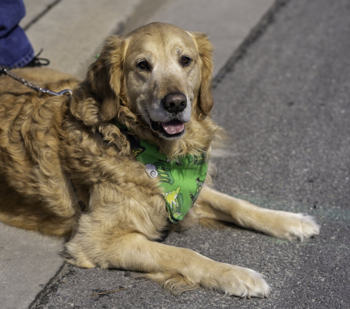 Golden Retriever Golden dog with a green bandana