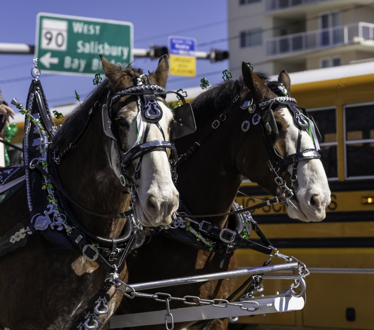 Parade Horses two horses pulling a carriage