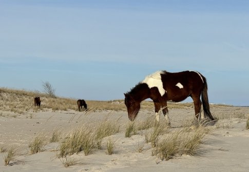 Exploring Assateague Island in Early Spring: Your Family Guide